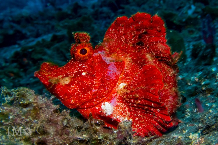 Rhinopia Eschmeyri